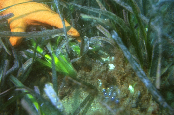 16 Posidonia.jpg - Difende le uova e le larve molti organismi marini.
